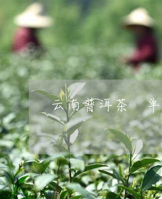 云南普洱茶 单芽/2023041035839